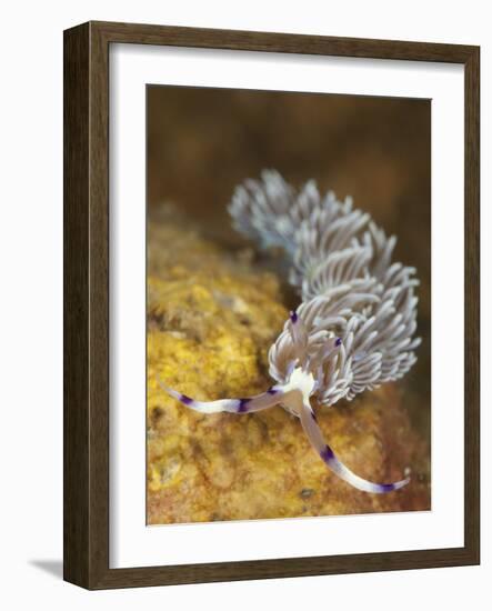 Head on View Showing Cerata on an Aeolid Nudibranch-Stocktrek Images-Framed Photographic Print
