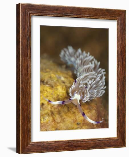 Head on View Showing Cerata on an Aeolid Nudibranch-Stocktrek Images-Framed Photographic Print