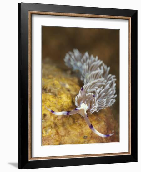 Head on View Showing Cerata on an Aeolid Nudibranch-Stocktrek Images-Framed Photographic Print