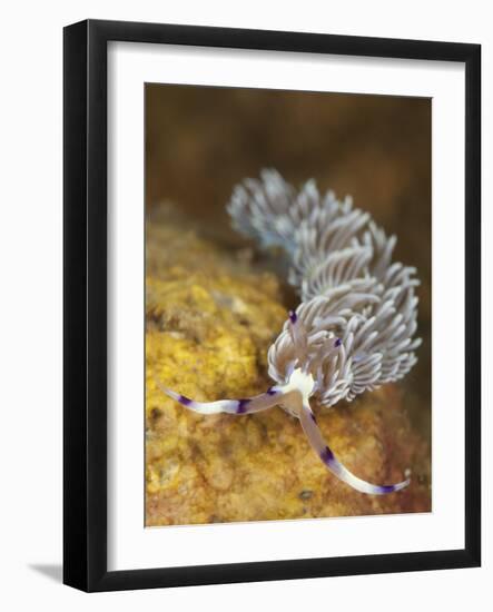 Head on View Showing Cerata on an Aeolid Nudibranch-Stocktrek Images-Framed Photographic Print