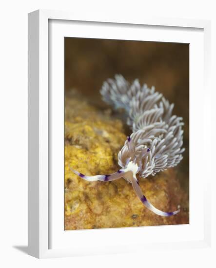 Head on View Showing Cerata on an Aeolid Nudibranch-Stocktrek Images-Framed Photographic Print