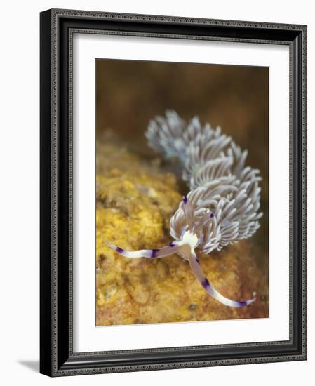 Head on View Showing Cerata on an Aeolid Nudibranch-Stocktrek Images-Framed Photographic Print