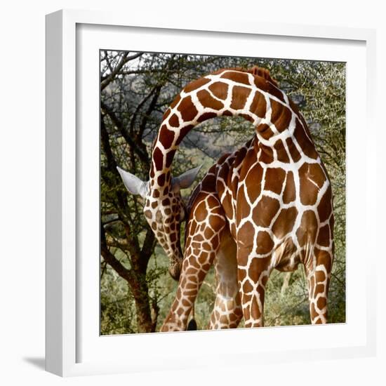 Head over Heels, Sarara, 2017-Eric Meyer-Framed Photographic Print