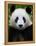 Head Portrait of a Giant Panda Bifengxia Giant Panda Breeding and Conservation Center, China-Eric Baccega-Framed Premier Image Canvas