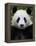 Head Portrait of a Giant Panda Bifengxia Giant Panda Breeding and Conservation Center, China-Eric Baccega-Framed Premier Image Canvas