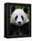 Head Portrait of a Giant Panda Bifengxia Giant Panda Breeding and Conservation Center, China-Eric Baccega-Framed Premier Image Canvas