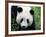 Head Portrait of a Giant Panda Bifengxia Giant Panda Breeding and Conservation Center, China-Eric Baccega-Framed Photographic Print