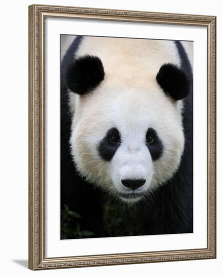 Head Portrait of a Giant Panda Bifengxia Giant Panda Breeding and Conservation Center, China-Eric Baccega-Framed Photographic Print