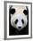 Head Portrait of a Giant Panda Bifengxia Giant Panda Breeding and Conservation Center, China-Eric Baccega-Framed Photographic Print