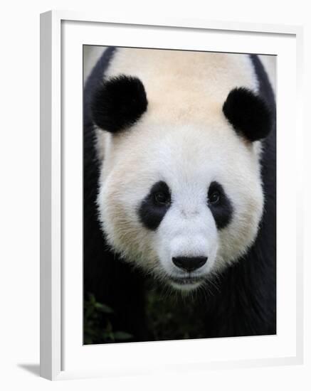 Head Portrait of a Giant Panda Bifengxia Giant Panda Breeding and Conservation Center, China-Eric Baccega-Framed Photographic Print