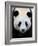 Head Portrait of a Giant Panda Bifengxia Giant Panda Breeding and Conservation Center, China-Eric Baccega-Framed Photographic Print