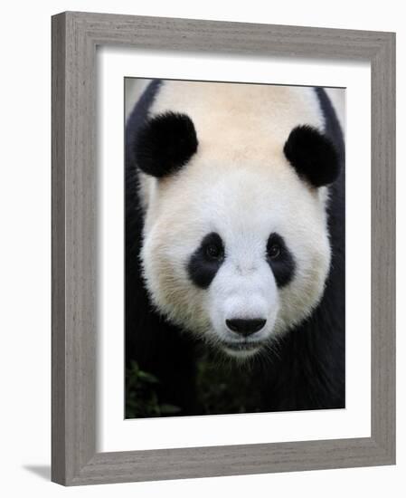 Head Portrait of a Giant Panda Bifengxia Giant Panda Breeding and Conservation Center, China-Eric Baccega-Framed Photographic Print