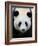 Head Portrait of a Giant Panda Bifengxia Giant Panda Breeding and Conservation Center, China-Eric Baccega-Framed Photographic Print