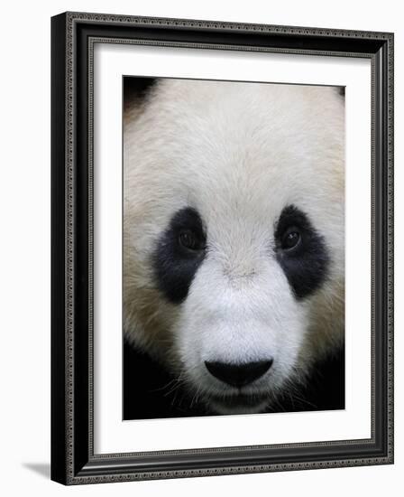 Head Portrait of a Giant Panda Bifengxia Giant Panda Breeding and Conservation Center, China-Eric Baccega-Framed Photographic Print