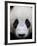 Head Portrait of a Giant Panda Bifengxia Giant Panda Breeding and Conservation Center, China-Eric Baccega-Framed Photographic Print