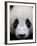 Head Portrait of a Giant Panda Bifengxia Giant Panda Breeding and Conservation Center, China-Eric Baccega-Framed Photographic Print