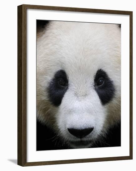 Head Portrait of a Giant Panda Bifengxia Giant Panda Breeding and Conservation Center, China-Eric Baccega-Framed Photographic Print