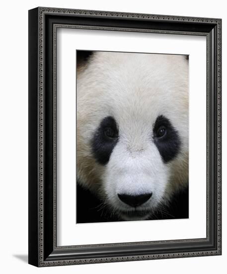 Head Portrait of a Giant Panda Bifengxia Giant Panda Breeding and Conservation Center, China-Eric Baccega-Framed Photographic Print