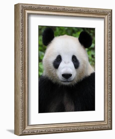 Head Portrait of a Giant Panda Bifengxia Giant Panda Breeding and Conservation Center, China-Eric Baccega-Framed Photographic Print