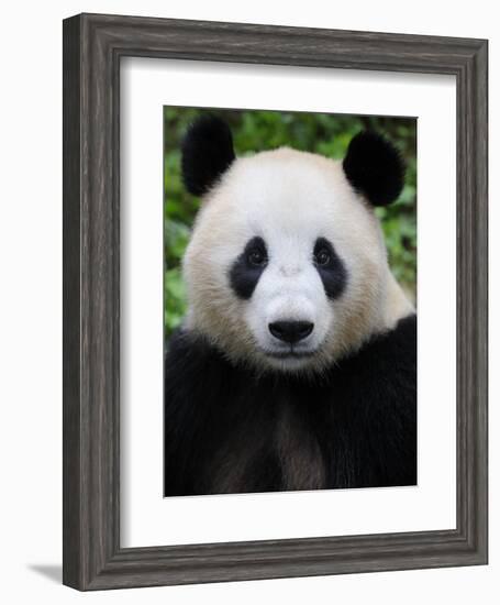 Head Portrait of a Giant Panda Bifengxia Giant Panda Breeding and Conservation Center, China-Eric Baccega-Framed Photographic Print