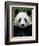 Head Portrait of a Giant Panda Bifengxia Giant Panda Breeding and Conservation Center, China-Eric Baccega-Framed Photographic Print