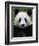 Head Portrait of a Giant Panda Bifengxia Giant Panda Breeding and Conservation Center, China-Eric Baccega-Framed Photographic Print