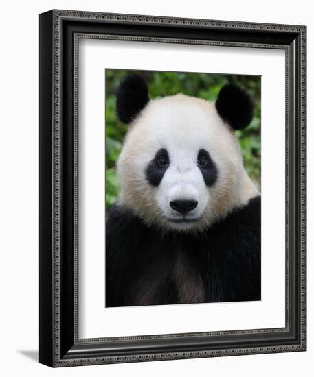 Head Portrait of a Giant Panda Bifengxia Giant Panda Breeding and Conservation Center, China-Eric Baccega-Framed Photographic Print