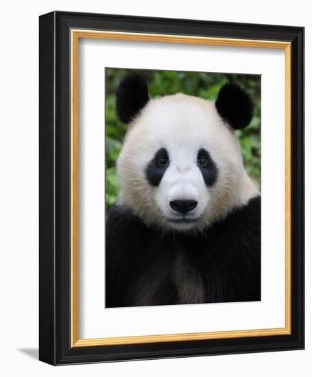 Head Portrait of a Giant Panda Bifengxia Giant Panda Breeding and Conservation Center, China-Eric Baccega-Framed Photographic Print