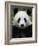 Head Portrait of a Giant Panda Bifengxia Giant Panda Breeding and Conservation Center, China-Eric Baccega-Framed Photographic Print