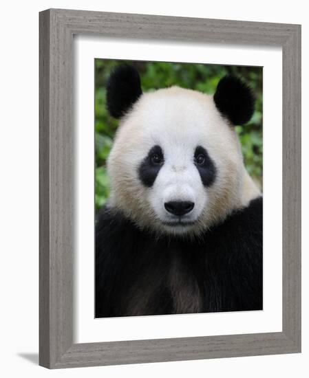 Head Portrait of a Giant Panda Bifengxia Giant Panda Breeding and Conservation Center, China-Eric Baccega-Framed Photographic Print