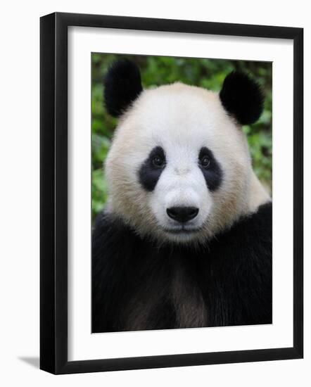 Head Portrait of a Giant Panda Bifengxia Giant Panda Breeding and Conservation Center, China-Eric Baccega-Framed Photographic Print