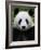 Head Portrait of a Giant Panda Bifengxia Giant Panda Breeding and Conservation Center, China-Eric Baccega-Framed Photographic Print