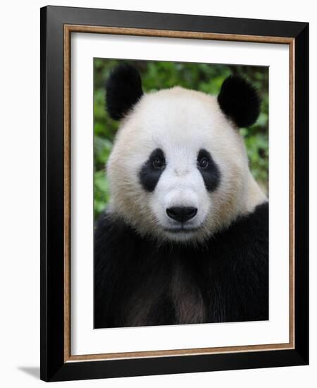 Head Portrait of a Giant Panda Bifengxia Giant Panda Breeding and Conservation Center, China-Eric Baccega-Framed Photographic Print