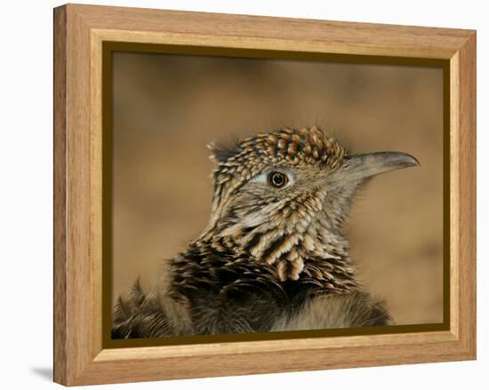 Head Portrait of Great Roadrunner, Bosque Del Apache National Wildlife Reserve, New Mexico, USA-Arthur Morris-Framed Premier Image Canvas