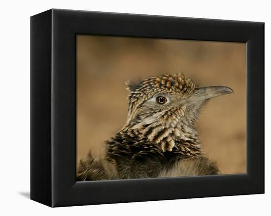 Head Portrait of Great Roadrunner, Bosque Del Apache National Wildlife Reserve, New Mexico, USA-Arthur Morris-Framed Premier Image Canvas