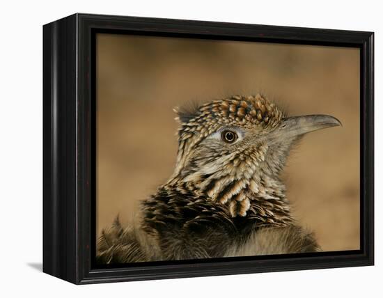 Head Portrait of Great Roadrunner, Bosque Del Apache National Wildlife Reserve, New Mexico, USA-Arthur Morris-Framed Premier Image Canvas