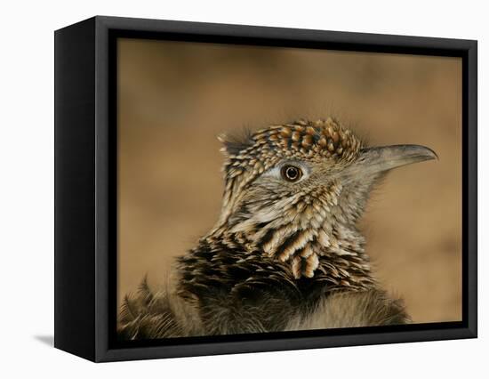 Head Portrait of Great Roadrunner, Bosque Del Apache National Wildlife Reserve, New Mexico, USA-Arthur Morris-Framed Premier Image Canvas