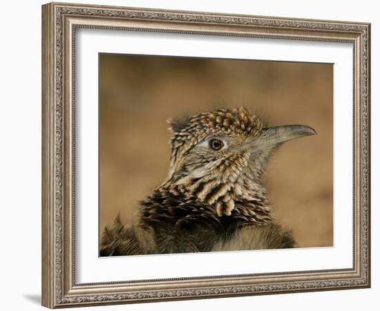 Head Portrait of Great Roadrunner, Bosque Del Apache National Wildlife Reserve, New Mexico, USA-Arthur Morris-Framed Photographic Print