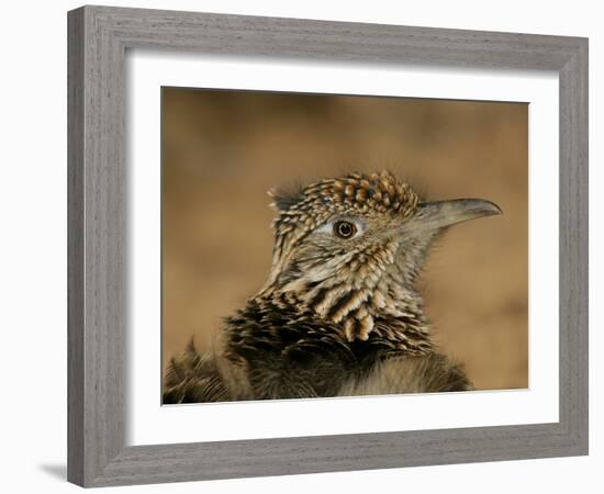 Head Portrait of Great Roadrunner, Bosque Del Apache National Wildlife Reserve, New Mexico, USA-Arthur Morris-Framed Photographic Print