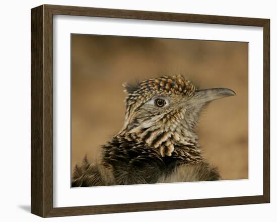 Head Portrait of Great Roadrunner, Bosque Del Apache National Wildlife Reserve, New Mexico, USA-Arthur Morris-Framed Photographic Print