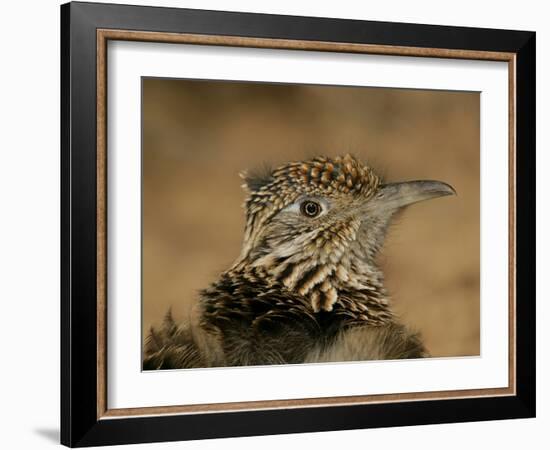 Head Portrait of Great Roadrunner, Bosque Del Apache National Wildlife Reserve, New Mexico, USA-Arthur Morris-Framed Photographic Print