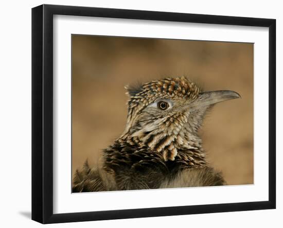 Head Portrait of Great Roadrunner, Bosque Del Apache National Wildlife Reserve, New Mexico, USA-Arthur Morris-Framed Photographic Print