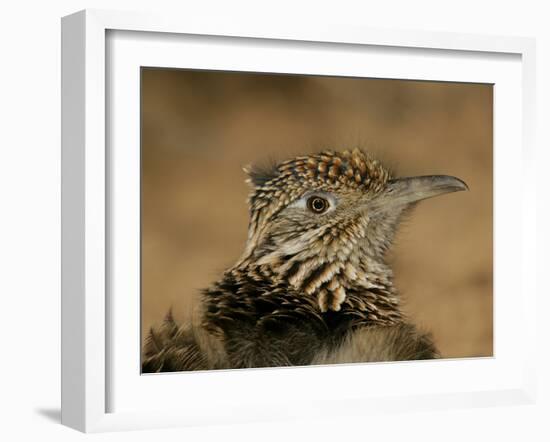 Head Portrait of Great Roadrunner, Bosque Del Apache National Wildlife Reserve, New Mexico, USA-Arthur Morris-Framed Photographic Print