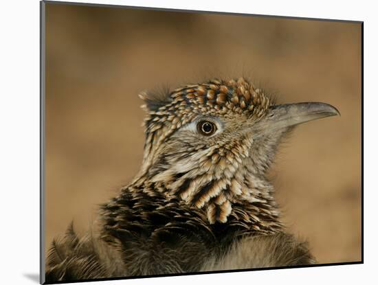 Head Portrait of Great Roadrunner, Bosque Del Apache National Wildlife Reserve, New Mexico, USA-Arthur Morris-Mounted Photographic Print