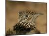 Head Portrait of Great Roadrunner, Bosque Del Apache National Wildlife Reserve, New Mexico, USA-Arthur Morris-Mounted Photographic Print