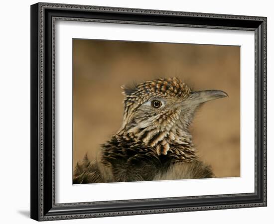 Head Portrait of Great Roadrunner, Bosque Del Apache National Wildlife Reserve, New Mexico, USA-Arthur Morris-Framed Photographic Print