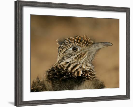 Head Portrait of Great Roadrunner, Bosque Del Apache National Wildlife Reserve, New Mexico, USA-Arthur Morris-Framed Photographic Print