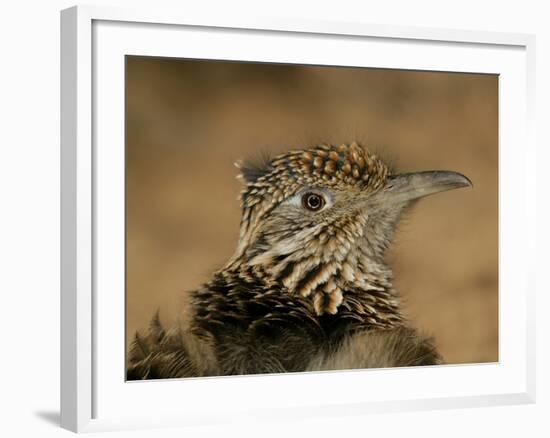 Head Portrait of Great Roadrunner, Bosque Del Apache National Wildlife Reserve, New Mexico, USA-Arthur Morris-Framed Photographic Print