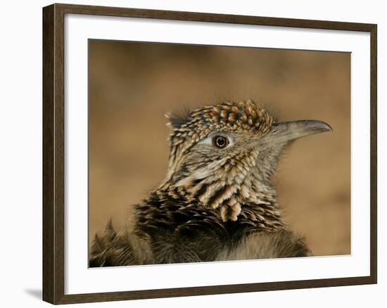 Head Portrait of Great Roadrunner, Bosque Del Apache National Wildlife Reserve, New Mexico, USA-Arthur Morris-Framed Photographic Print