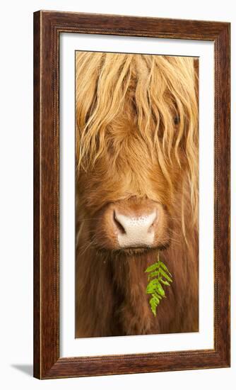 Head Portrait Of Highland Cow, Scotland, With Tiny Frond Of Bracken At Corner Of Mouth, UK-Niall Benvie-Framed Photographic Print